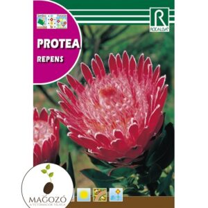 Protea repens cukorcserje vetőmag Magozó