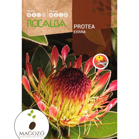 protea eximia vetőmag Rocalba Magozó