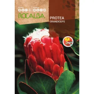 Protea grandiceps_rózsavirágú cukorcserje vetőmag, 6 mag – Rocalba