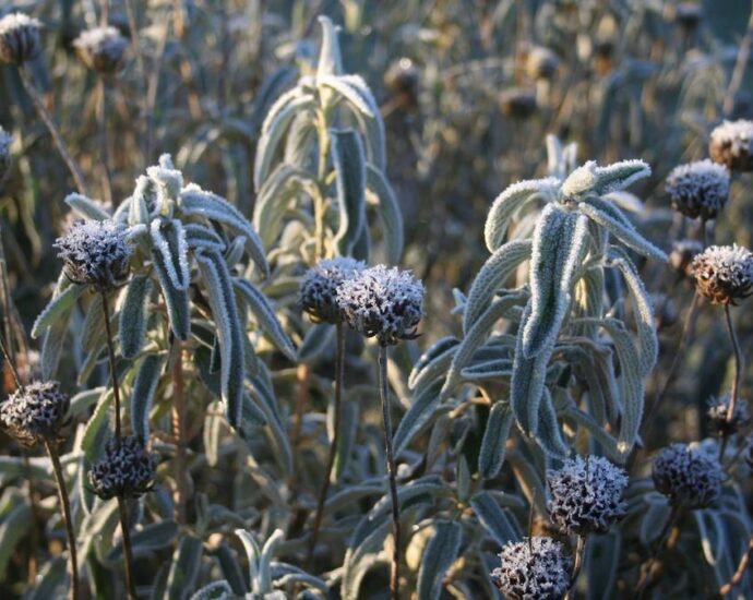 Januári kerti munkák metszés, tervezés és vetőmag tippek, hogy jól induljon a szezon