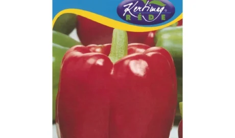 Paprika vetőmag, California Wonder, 1 g – Rédei Kertimag