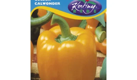Paprika vetőmag, Golden Calwonder, 1 g – Rédei Kertimag