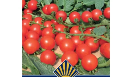 Koktélparadicsom vetőmag, Charmant F1 (fürtös koktélparadicsom), 0,1 g – Budapesti Kertimag
