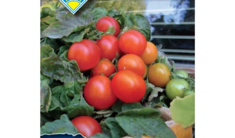 Koktélparadicsom vetőmag, Vilma (mini balkonparadicsom), 0,25 g – Budapesti Kertimag