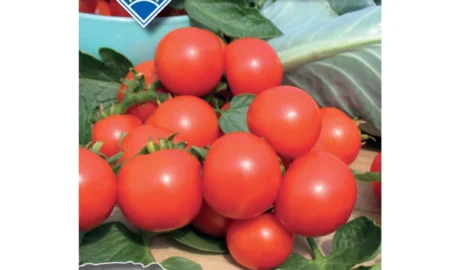 Paradicsom vetőmag, Manó (korai bokorparadicsom), 0,5 g – Budapesti Kertimag