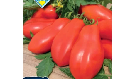 Paradicsom vetőmag, San Marzano (szószparadicsom), 0,5 g – Budapesti Kertimag